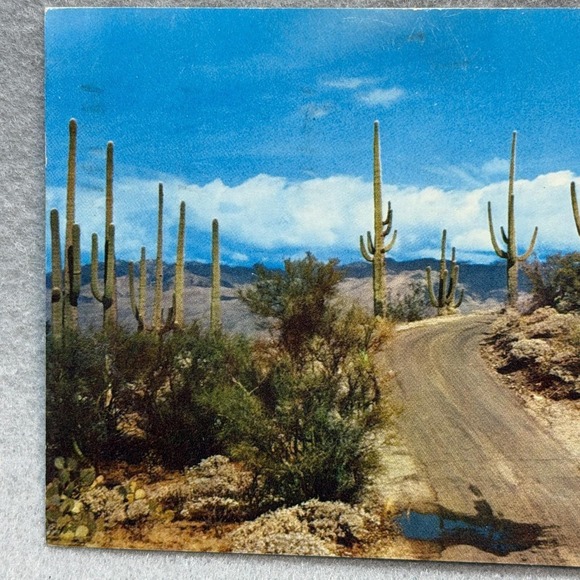 Saguaro Forest Arizona Saguaro Cacti Scenic Desert Road 1963 AZ Posted POSTCARD - Picture 2 of 9